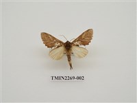 藏品(碎金斑舟蛾)的圖片